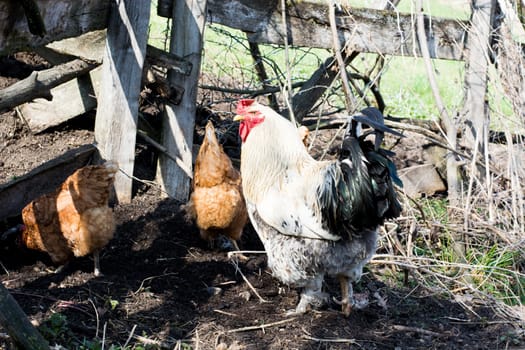 Hens and rooster feed on the traditional rural barnyard at sunny day. Close up of chicken standing on barn yard with the chicken coop. Free range poultry farming