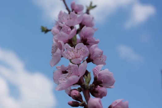 Peach tree in full blossom. Tree in bloom in spring. Peach flowers on a tree branch. Twig with flowers.