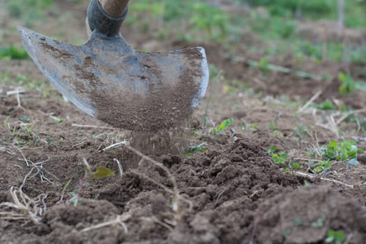 Garden hoe with movement weeding a garden area and dirt path