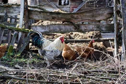 Hens and rooster feed on the traditional rural barnyard at sunny day. Close up of chicken standing on barn yard with the chicken coop. Free range poultry farming