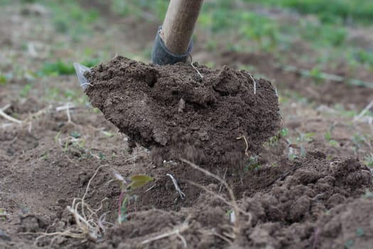 Garden hoe with movement weeding a garden area and dirt path