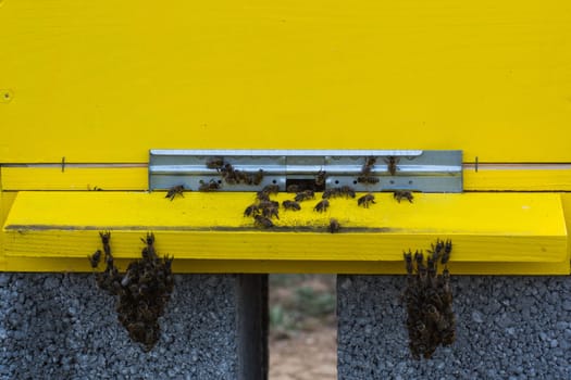 Bees entering the hive, bees flying to hive. Bees defending hive.
