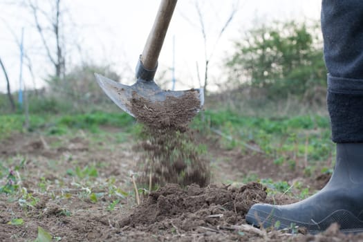Garden hoe with movement weeding a garden area and dirt path