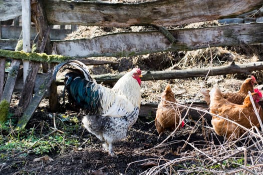 Hens and rooster feed on the traditional rural barnyard at sunny day. Close up of chicken standing on barn yard with the chicken coop. Free range poultry farming