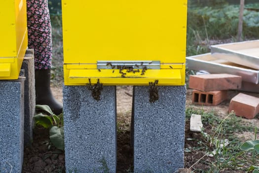 Bee entering the hive, bee flying to hive. Bees defending hive.