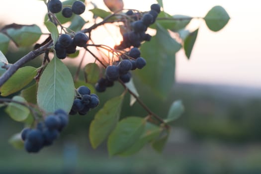 Aronia berries (Aronia melanocarpa, Black Chokeberry) growing in the garden. Branch filled with aronia berries.