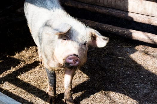 Pink pig with dirty snout. Village scene with funny pig. Big domestic animal. Cute pig portrait. Rural countryside mammal image