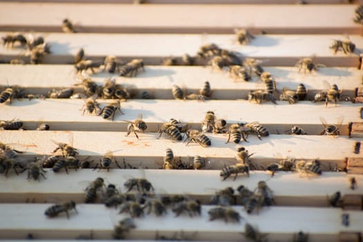 Bee frames in Bee hive with bees on them collecting nectar