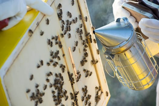 Frames of a bee hive. Beekeeper harvesting honey. The bee smoker is used to calm bees before frame removal. Beekeeper Inspecting Bee Hive