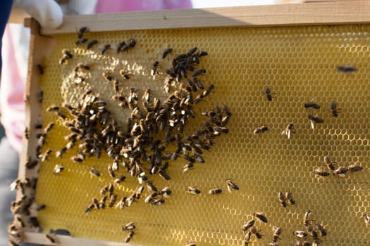 Beehive honey nectar hive swarm winged bee honeycomb wax private apiary beekeeper beeswax. Beehive honey for beeswaxes honeycombs beekeepers. Honeycomb consists from apiculture beehives.