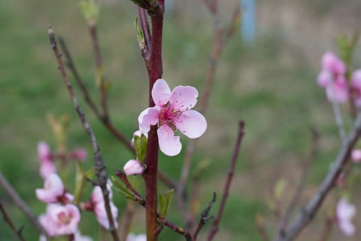 Peach tree in full blossom. Tree in bloom in spring. Peach flowers on a tree branch. Twig with flowers.