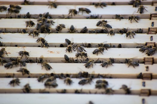 Bee frames in Bee hive with bees on them collecting nectar