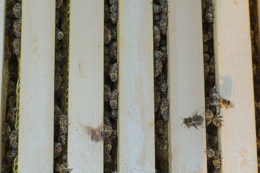 Bee frames in Bee hive with bees on them collecting nectar
