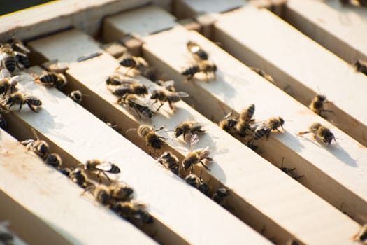 Bee frames in Bee hive with bees on them collecting nectar