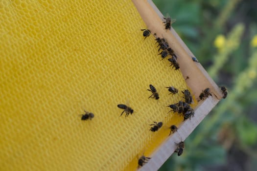 Frames of a bee hive. Beekeeper harvesting honey.  Beekeeper Inspecting Bee Hive