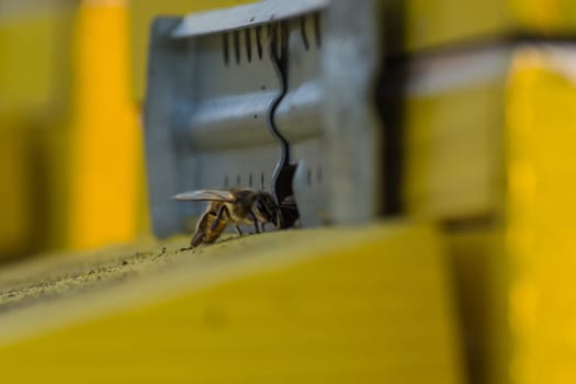Bee entering the hive, bee flying to hive. Bees defending hive.
