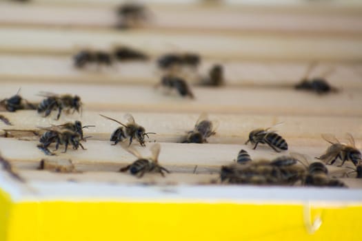 Bee frames in Bee hive with bees on them collecting nectar