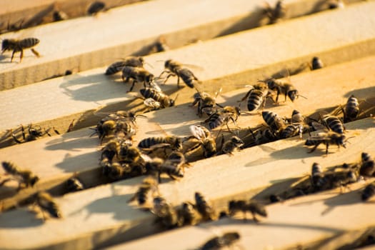 Bee frames in Bee hive with bees on them collecting nectar
