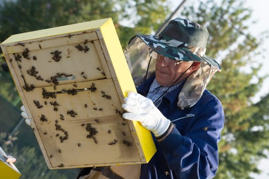 Senior beekeeper checking a beehive to ensure health of the bee colony or collecting honey.