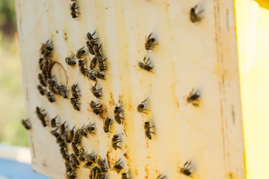 Frames of a bee hive. Beekeeper harvesting honey.  Beekeeper Inspecting Bee Hive
