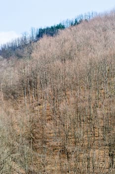 A picturesque autumn hill with forest without leaves in winter time.