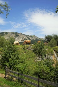 Cattle herd on an alpine pasture