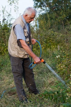 Senior man watering plants in his garden. Retired gardener watering the garden with hose. Happy older man gardening.
