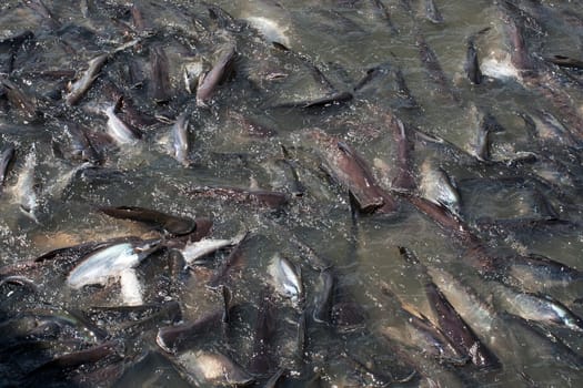 fish thailand feeding croed wildlife