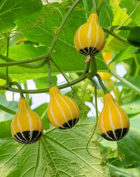 Pumpkin or Ornamental gourd on its tree