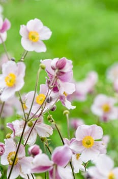 Pale pink flower Japanese anemone, close-up. Note: Shallow depth of field