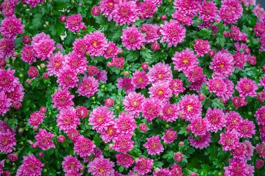 Beautiful blooming pink chrysanthemum bush in the garden