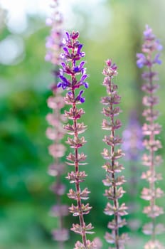 blue salvia,salvia flower in the garden