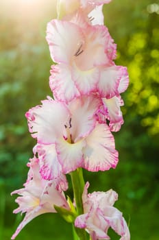 Light pink gladiolus flower in the sunshine, close-up. Note: Shallow depth of field