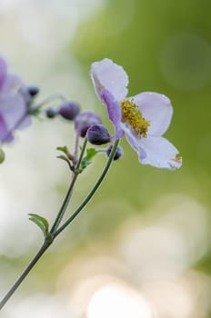 Pale pink flower Japanese anemone, close-up. Note: Shallow depth of field