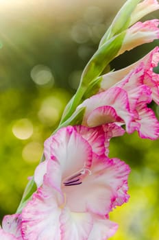 Light pink gladiolus flower in the sunshine, close-up. Note: Shallow depth of field