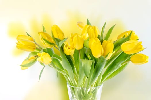 Beautiful yellow tulip bouquet on a white background