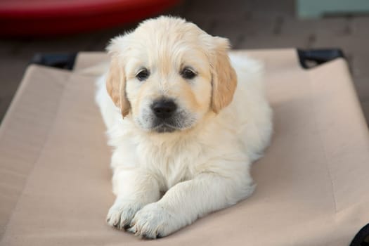 Golden Retriever puppies 6 weeks old