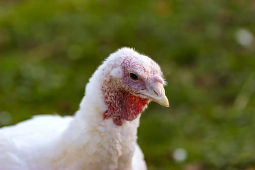 Turkeys from a Hessian free-range farm