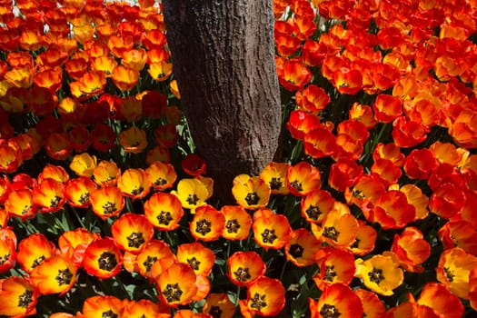 Orange color tulip flowers bloom in the garden