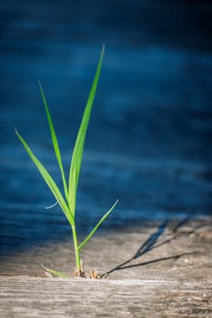 A reed shoot growing through two wooden planks of a footbridge and illuminated by the sun against a blue background.