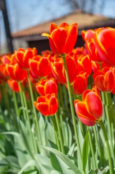 Orange color tulip flowers bloom in the garden