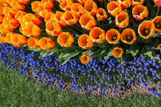 Orange color tulip flowers bloom in the garden
