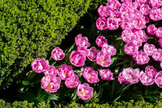 Tulip Flowers Blooming in Spring Season