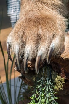 Brown Bear Paw With sharp Claws in view