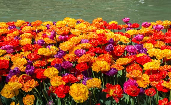 Tulip Flowers Blooming in Spring Season