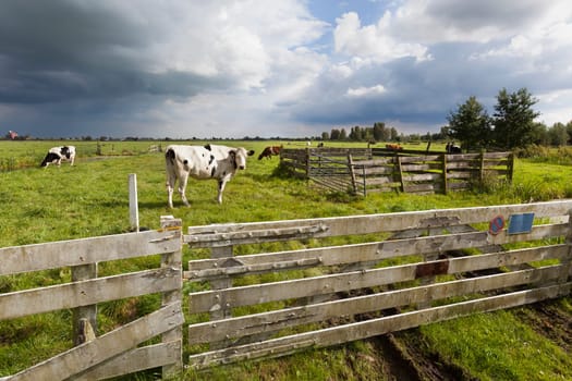 Cows in the meadow of a Dutch polder landscape