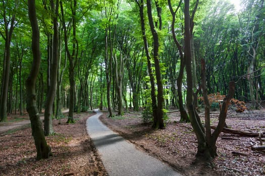 Asphalted path in the woods on the Veluwe in the Netherlands