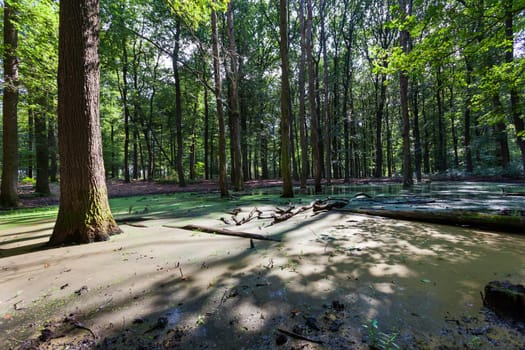 Swamp in the woods on the Veluwe in the Netherlands