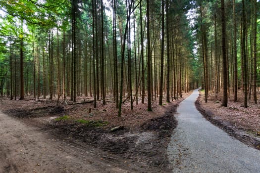 Paths in the woods on the Veluwe in the Netherlands