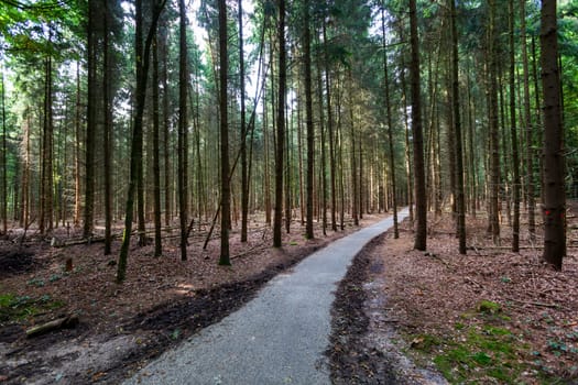 Asphalted path in the woods on the Veluwe in the Netherlands